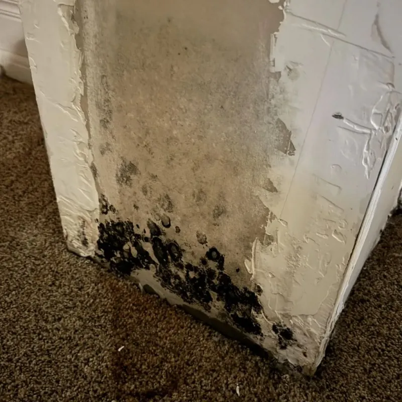 Professional Mold Removal in New Castle, KY